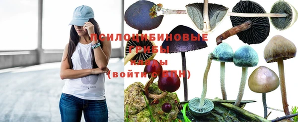 прущие грибы Покровск